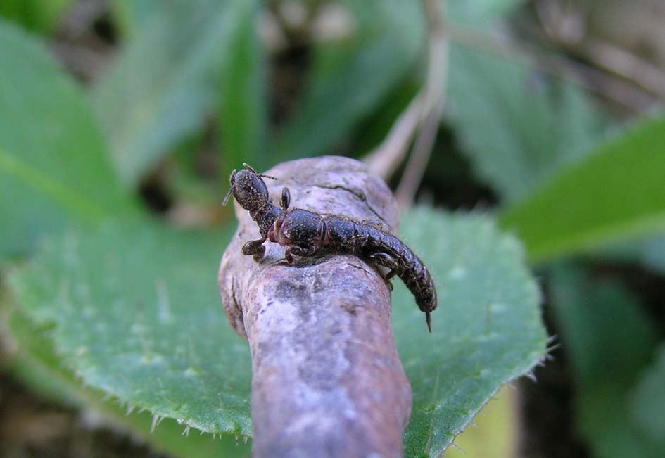 Embioptera
